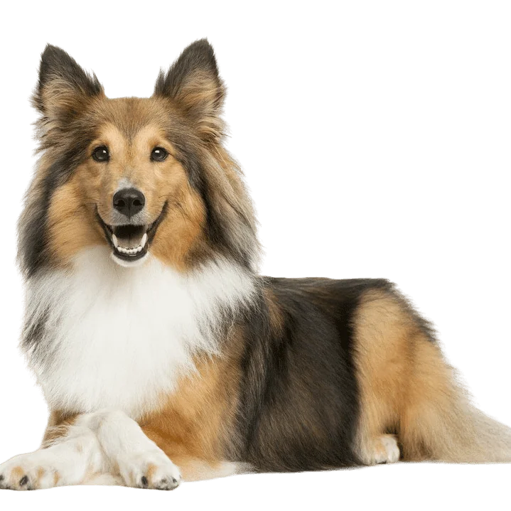 sheltie breed description f74a73 opt