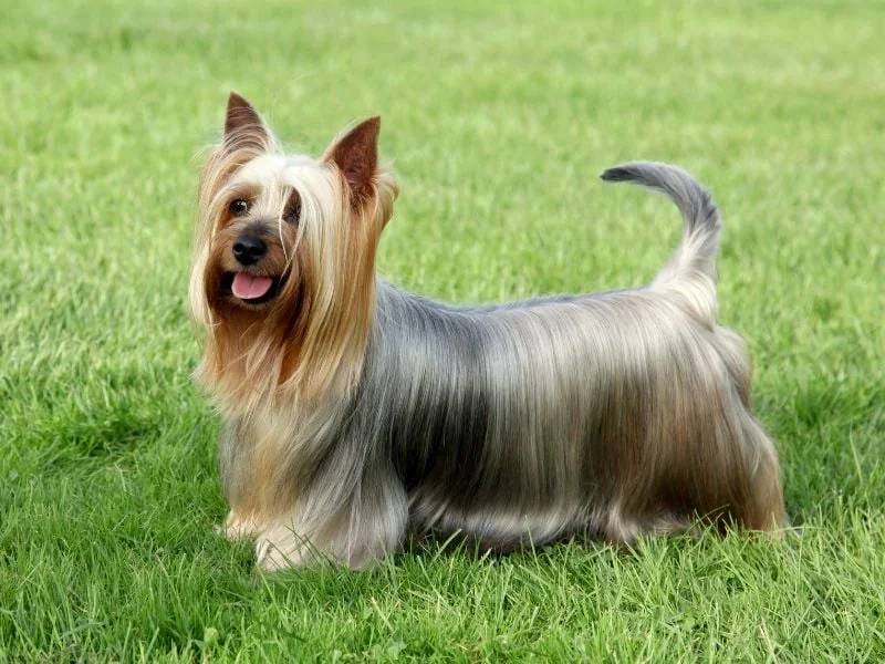 bulldog kutya