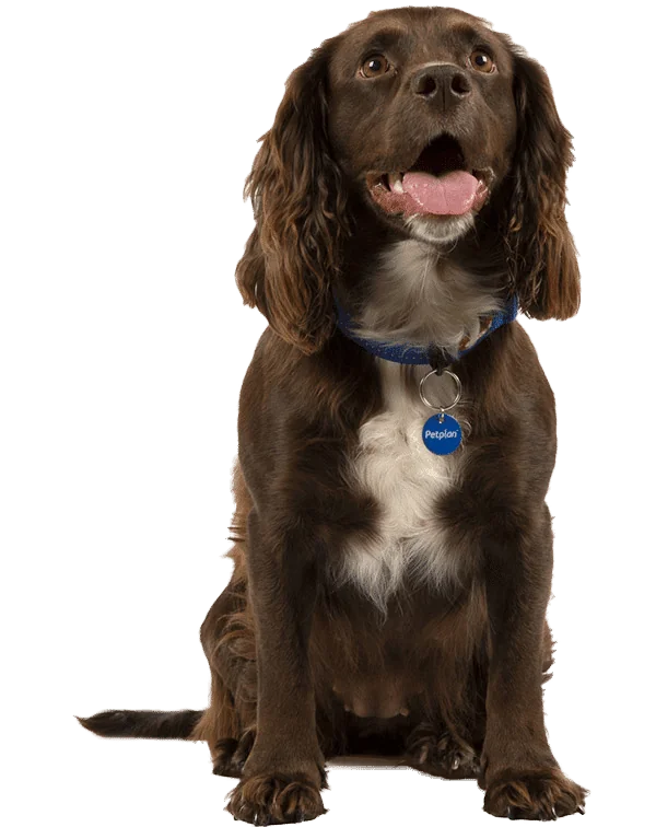 vital stats cocker spaniel opt